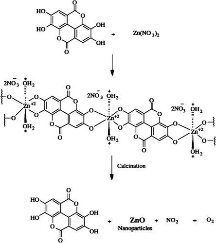 Scheme 1. Possible mechanism of ZnO nanocrystal formation (CitationYuvakkumar et al. [2014]).