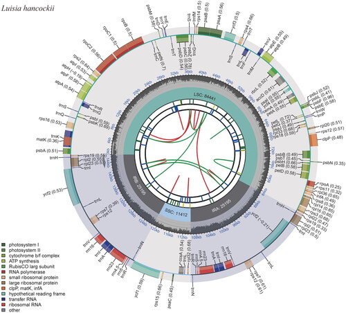 Figure 2. The chloroplast genome map of Luisia hancockii. The map contains six tracks. From the center outward, the first track shows the dispersed repeats, which consist of direct and palindromic repeats, connected with red and green arcs. The second track indicates the long tandem repeats as short blue bars. The third track reveals the short tandem repeats or microsatellite sequences as short bars with different colors. The colors, type of repeat they represent, and the description of the repeat types are as follows: black: c (complex repeat); green: p1 (repeat unit size = 1); yellow: p2 (repeat unit size = 2); purple: p3 (repeat unit size = 3); blue: p4 (repeat unit size = 4); orange: p5 (repeat unit size = 5); red: p6 (repeat unit size = 6). The chloroplast genome contains an LSC region, an SSC region, and two IR regions, and they are shown on the fourth track. The GC content along the genome is shown on the fifth track. Genes are color-coded according to their functional classification. The transcription directions for the inner and outer genes are clockwise and anticlockwise, respectively. The bottom left corner indicates the key for the functional classification of the genes.