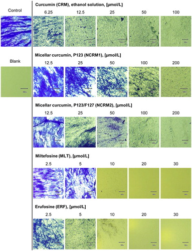 Figure 7. Biofilm formation of MRSA after treatment with curcumin (in the form of ethanol solution or nano-micelles) and alkylphosphocholines: microscopic documentation of the biofilm inhibition.