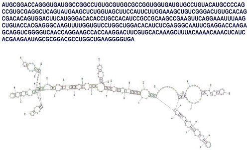 Figure 5 Predicted RNA sequence from cDNA sequence of Charybdis feriatus-ALF1 (GenBank ID: KP688577) and its optimal secondary structure of RNA with minimal free energy prediction.