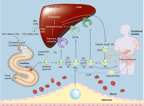 Figure 1. Overview of cholesterol metabolism.ApoB: Apolipoprotein B; CE: Cholesterol ester; CETP: Cholesteryl ester transfer protein; chol: Cholesterol; CM: Chylomicron;CMr: Chylomicron remnant; IDL: Intermediate-density lipoprotein; LCAT: Lecithin-cholesterol acetyltranferase; NPC1L1: Niemann–Pick C1-like 1 protein; SR-BI: Scavenger receptor type BI; TG: Triglyceride; VLDL: Very-low-density lipoprotein.