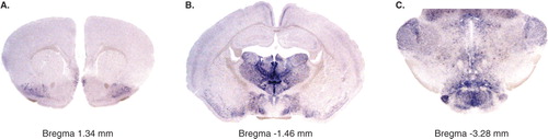 Figure 1.  In situ hybridization for Vglut2 on free-floating coronal adult mouse brain sections showing the expression pattern at three different bregma levels. Vglut2 mRNA is detected by blue labelling and is seen in the piriform cortex in A (bregma 1.34 mm); in the thalamus, hypothalamus, piriform cortex, and retrosplenial group of the medial cortex in B (bregma −1.46 mm); and in many cell groups in the brain-stem, including the geniculate and mammillary nuclei in C (bregma −3.28 mm).