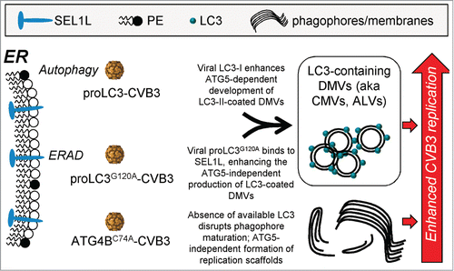 Figure 8. Diagrammatic summary: CVB3 can exploit cellular membranes from a variety of sources. We propose that CVB3 can exploit 3 distinct sources of membrane scaffolds, all arising from the ER. Two of them are constitutive cellular pathways (autophagy and ERAD), and both of them (i) involve the attachment, covalently or otherwise, of LC3 to the ER membrane; and (ii) culminate in the production of abundant DMVs. The third pathway is extant only when LC3-I is sequestered by ATG4BC74A, giving rise to immature phagophores and reorganized membranes. Only the first of these 3 pathways is ATG5-dependent.