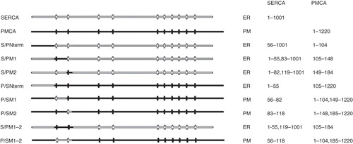 Figure 1. Summary of chimeras used to clarify the role of the N-terminus of SERCA1 in ER retrieval. All of the chimeras were tagged with EGFP at their C-termini. The designated names are provided in the left column and their proposed locations, from analysis of co-localization studies, are indicated as well the precise sequences making up the chimeras. The filled horizontal lines represent PMCA3 sequence and the unfilled lines SERCA1 sequence. The vertical lines indicate the approximate locations of the transmembrane sequences.