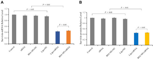 Figure 8 Gene silencing effect of BSA NPs/siRNA in vitro. (A) Survivin-mRNA level of the MCF-7 cells treated with naked siRNA, Lipo/NC, BSA NPs/NC, Lipo/siRNA and BSA NPs/siRNA. (B) Survivin protein level of the MCF-7 cells treated with naked siRNA, Lipo/NC, BSA NPs/NC, Lipo/siRNA and BSA NPs/siRNA. The data were presented as the mean ± SD, n = 3.
