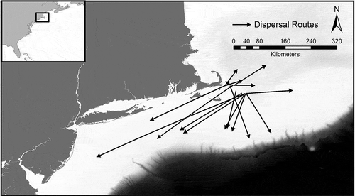 Figure 1. Map of the tag deployment location and dispersal routes for the 16 juvenile Atlantic Bluefin Tuna (91–119 cm curved fork length) with reporting pop-up satellite archival tags deployed in August and September 2012 off the Massachusetts coast. Fish were captured using standard trolling methods. Arrows indicate dispersal direction and distance.