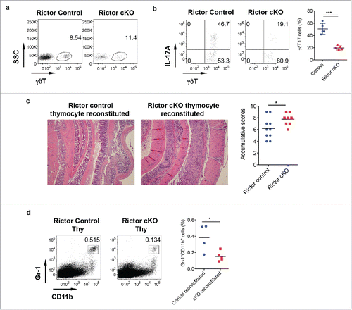 Figure 5. Rictor-deficiency significantly reduces γδT17 cells and abrogates γδT-cell mediated protective activity in DSS-induced colitis. (A) γδT cell staining in LPL of control and Rictor cKO mice. (B) Single cell suspensions from LP were stimulated with PMA+ionomycin and intracellular IL-17 staining was performed. Representative dot plots and summarized γδT17 percentages are shown. (C) Mice reconstituted with neonatal thymocytes from Rictor control or cKO mice were fed with DSS water for 7 d. Representative histological slides and accumulative scores are shown. (D) Representative dot plots of Gr-1 and CD11b staining and summarized Gr-1+CD11b+ myeloid cells in LPL of DSS-treated mice are shown. *p < 0.05, ***p < 0.001.