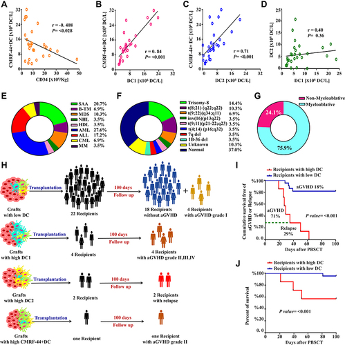 Figure 1 Graft components and clinical features of the 29 recipients that underwent allogeneic PBSCT. Schematic box plots representing the correlations of CD34+ cell counts and different types of DC among 29 grafts. (A) Correlation between CD34+ and CMRF44+ DC counts; (B) correlation between CMRF44+ DC and DC1 counts; (C) correlation between CMRF44D+ and DC2 counts; (D) correlation between DC1 and DC2 counts. Underlying diseases (E), cytogenetic profiles (F), and conditioning regimens (G) following allogeneic PBSCT. (H) Flowchart of PBSC-recipient outcomes. (I) Kaplan–Meier graphs of cumulative survivors free of acute GVHD and relapse 100 days after allogeneic PBSCT among subcohorts with high and low DC counts. (J) Percentage of survivors among subcohorts with high and low DC counts.