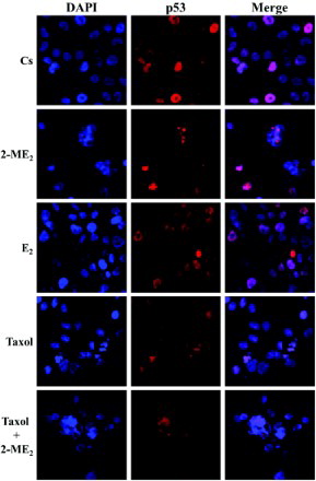 Figure 5.  Immunolocalization of p53 in T47D cells: the effects of 2-ME2, E2, and Taxol. Cells were seeded at 15,000 cells/well on coverslips in 12 well growth plates for two d in medium containing 10% FBS, followed by culturing for six d in medium containing 5% DCC-stripped FBS. Cells were treated with 10 nM 2-ME2, 10 nM E2, and/or 1 µM taxol for 24 h. Localization of p53 was determined by immunolabeling and the distribution was analyzed using a Nikon Digital Eclipse C1 plus modular confocal microscope. DAPI (blue) and Cy3 were employed to detect the immunolocalization of p53 (red). The acquired images were processed using Nikon Elements AR software. The merged images illustrate localization of p53 relative to DAPI nuclear counterstain.