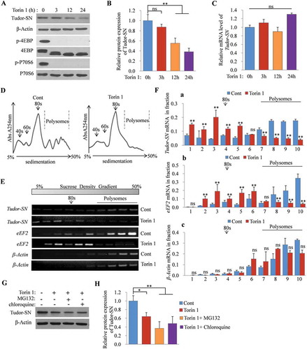 Figure 3. Protein expression of Tudor-SN in H9c2 cells is regulated by the mTORC1 pathway. (A–C) H9c2 cells were treated with 250 nmol/L of Torin 1 for 0, 3, 12, or 24 h. The protein levels of Tudor-SN and other indicated proteins of the mTORC1 pathway were detected by Western blotting; the band intensity of Tudor-SN was analysed by ImageJ (2X) software, and the mRNA level of Tudor-SN was analysed by qRT-PCR. Data are presented as the mean ± SEM (n = 3 independent experiments), and a one-way ANOVA with Bonferroni post-hoc tests were used (**p < 0.01, ns, no significance). (D) The ribosomal absorption profiles of H9c2 cells in the absence or presence of 250 nmol/L of Torin 1 for 24 h were analysed by sucrose-gradient centrifuge assays. Note that 40s and 60s denote the corresponding ribosomal subunits, while 80s denotes monoribosomes. (E–F) The distributions of Tudor-SN, eEF2, and β-Actin mRNA levels in different fractions from (D) were detected by RT-PCR and analysed by ImageJ (2X) software. Data are presented as the mean ± SEM (n = 3 independent experiments), and unpaired two-tail t-tests were used (**p < 0.01, ns, no significance). (G–H) H9c2 cells were treated with 250 nmol/L of Torin 1 for 24 h, together with the proteasome inhibitor, MG132 (10 μmol/L), or the lysosome inhibitor, chloroquine (100 μmol/L), in the last 8 h of the total 24 h incubation. The protein expression of Tudor-SN was detected by Western blotting and analysed by ImageJ (2X) software. Data are presented as the mean ± SEM (n = 3 independent experiments), and a one-way ANOVA with Bonferroni post-hoc tests were used (*p < 0.05, **p < 0.01)