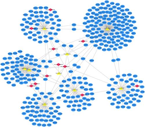 Figure 6 The circRNA–miRNA–mRNA regulatory network in AF. The red nodes represent the DECs, the yellow nodes represent the overlap target miRNAs, and the blue nodes represent the target genes.