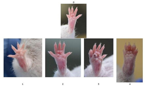 Figure 1. The degree of visual scale: ‘0’ no symptoms; ‘1’ erythema and slight edema limited to only one digit; ‘2’ erythema and mild edema limited to footpad or ≥2 digits; ‘3’ erythema and moderate edema of footpad and the 5 digits; and ‘4’ erythema and severe edema affecting the entire paw.