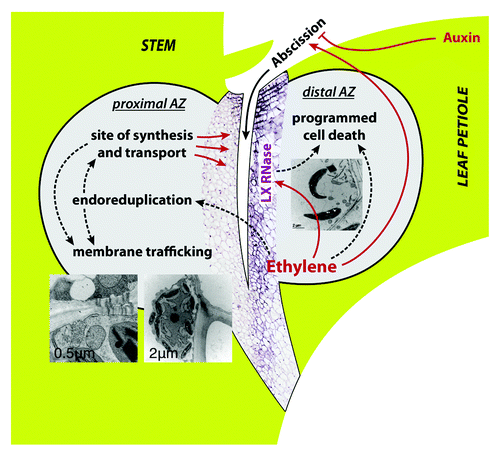 Figure 1. Model of the processes occurring in the AZ. A major process on the proximal side of the AZ is endoreduplication, presumably associated with extensive membrane trafficking. Its ultrastructure is characterized by electron-lucent ameboidal-shaped nuclei, a well developed Golgi apparatus and endoplasmic reticulum connected with an elaborate plasmodesmal system, pronounced membrane invaginations, and multivesicular and paramural bodies. In addition, polygalacturonases - enzymes involved in the execution of cell separationCitation4,Citation18 are also located at the proximal side of the AZ. At the distal side of the AZ programmed cell death occurs. It is identified by loss of cell viability, altered nuclear morphology, DNA fragmentation, elevated levels of reactive oxygen species, and elevated enzymatic activities and expression of PCD-associated genes, including genes encoding LX ribonuclease, nuclease TBN1, cysteine and serine proteases, tomato β-1,4-endoglucanase, which is involved in cell-wall metabolism; and 1-aminocyclopropane-1-carboxylic acid synthase, involved in ethylene biosynthesis.Citation5 Arrow-ended and blunt-ended lines represent process induction and repression, respectively, dashed lines represent putative relations.