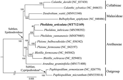 Figure 1. A phylogenetic tree was constructed based on 79 protein-coding genes of 14 orchid species involved. Numbers near the branch indicating the bootstrap values.