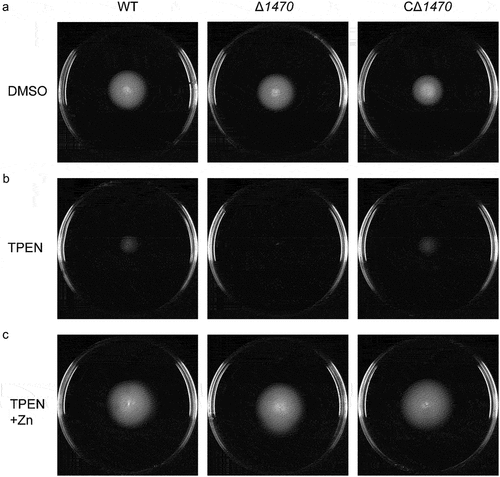 Figure 6. Reduced swimming motility of VP_RS01470 deletion mutant under Zn-deficient conditions. The strains were grown on LB agar supplemented with DMSO (a), 35 μM TPEN (b), or 35 μM TPEN along with 20 μM Zn (c). The images are representative of at least three independent experiments.