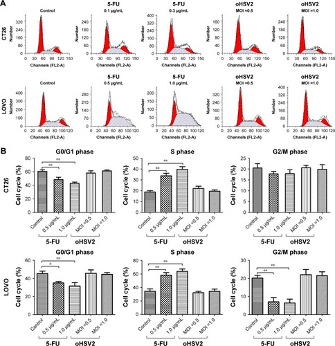 Figure 3 In vitro comparison of oHSV2 with 5-FU in cell cycle and apoptosis.
