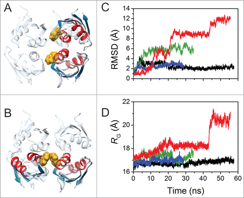 Figure 4. Molecular Dynamic Simulations of Dimeric HuR RRM3. (A) Overlay of RRM3 dimer conformer A model and the unit cell of X-ray structure of HuR RRM1 (pdb code 3hi9). RRM3 ribbons are colored according to secondary structure: α-helixes in red, β-strands in blue. RRM1 is in translucent cyan. The indole rings of W261 in the dimer are represented in yellow spheres. (B) Overlay of RRM3 dimer conformation B model and the HuR RRM1 unit cell. Color code and representations are the same as in (A). (C) Time evolution of overall RMSD values for the RRM3 WT dimer conformers A (black trace) and B (green), and the W261E conformers A (blue) and B (red). W261E initial structures were modeled on those at the end of the corresponding WT trajectories. (D) Time evolution of the radius of gyration of dimers along trajectories. Color code is the same as in (C).