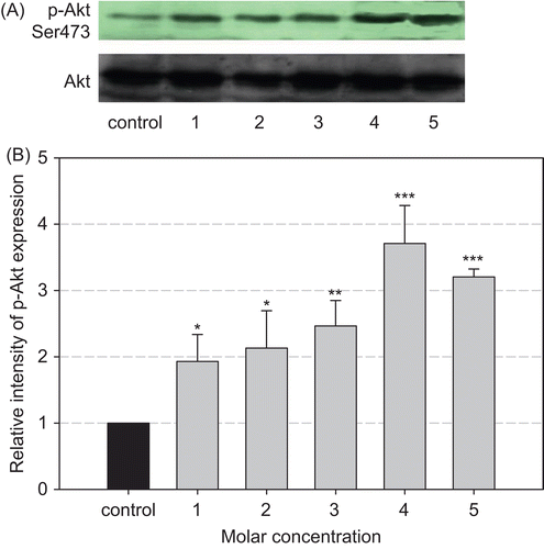 Figure 4.  Western blot analyses of Akt and phospho-Akt in MCF-7 cells in culture. Effect of Griff C on Akt and phosphorylated Akt expression. (A) Immunoblot of MCF-7 cells treated by Griff C for 15 min before harvesting cells for lysis. Lane 1: 10−10 M Griff C; lane 2: 10−9 M Griff C; lane 3: 10−8 M Griff C; lane 4: 10−7 M Griff C; lane 5: 10−6 M Griff C. The cells treated with ethanol or dimethyl sulfoxide were included as the control. (B) The signals of Akt phosphorylation were quantitated using the NIH image analysis program (1.43 ImageJ), and the relative intensity of sample bands is shown in the bar diagram. Phosphorylated Akt in the control is set as 1. Experiments were repeated four times with similar results, and representative blots are presented. *p < 0.005; **p < 0.0005; ***p < 0.0001 (analysis of variance followed by a post hoc multiple comparison).