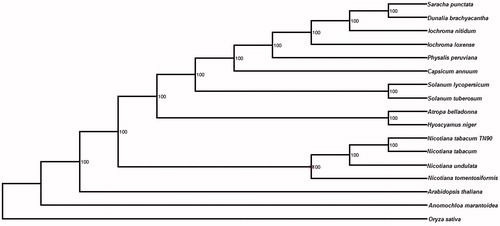 Figure 1. Phylogenetic relationship of N. tabacum TN90 plastid in the family Solanaceae with previously reported complete cp genomes. The accessions for these species were Anomochloa marantoidea (NC_014062); Arabidopsis thaliana (NC_000932); Atropa belladonna (NC_004561); Capsicum annuum (KJ619462); Dunalia brachyacantha (NC_026906); Hyoscyamus niger (KF248009); Iochroma loxense (NC_026726); Iochroma nitidum (NC_026567); Nicotiana tomentosiformis (NC_007602); Nicotiana undulata (JN563929); Nicotiana tabacum (NC_001879); Oryza sativa Japonica (NC_001320); Physalis peruviana (NC_026570); Saracha punctata (KP280050); Solanum lycopersicum (NC_007898); Solanum tuberosum (DQ386163).