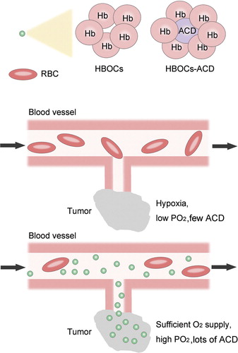 Figure 1.  The schematics of the feasibility and advantages for this hypothesis. We take polymerized hemoglobin as an example of HBOCs. Abbreviations: Hb, hemoglobin; HBOCs, hemoglobin-based oxygen carriers; ACD, anticancer drug; RBC, red blood cells.