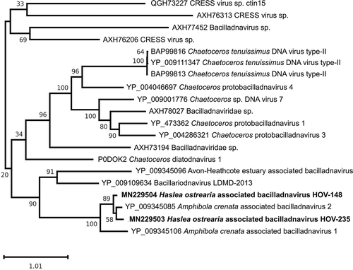 Fig. 7. Maximum likelihood phylogeny inferred from an alignment of 20 capsid proteins. The best-scoring RAxML tree (log likelihood = −13512.785351) is presented. Bootstrap support values are reported on the nodes. Evolutionary analyses were conducted using RaxML version 8, with the rtREV evolutive model and 100 bootstrap replications. The scale indicates the number of substitutions per site