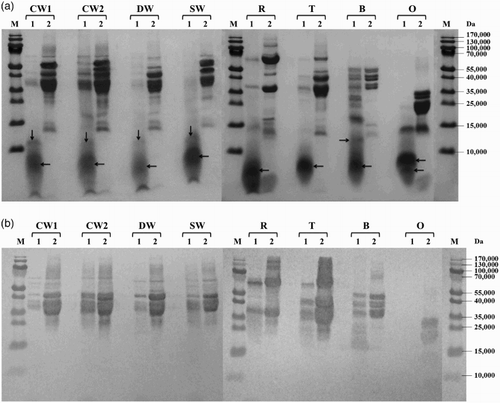 Figure 1. Proteolysis of prolamins detected by SDS-PAGE (a) and Western blot (b) after 60 min of hydrolysis using protease from Bacillus licheniformis: CW1 – common wheat, cultivar Saxana, spring form; CW2 – common wheat, cultivar Blava, winter form; DW – durum wheat, cultivar Soldur; SW – spelt wheat, cultivar Rubiota; R – rye, cultivar Dankowskie Nowe; T – triticale, cultivar Wanad; B – barley, cultivar Ludan; O – oat, cultivar Detvan; lane 1 – prolamins treated using protease; lane 2 – untreated prolamins; M – molecular marker; arrows indicate fragments after proteolysis.