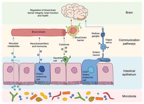 Figure 2. Pathways of communication along the gut-microbiota-brain axis. A complex interplay of epithelial, immune and neural cell signalling networks is involved in sensing and communicating changes in microbial metabolites in the gut and the brain involving both circulatory and neural routes.