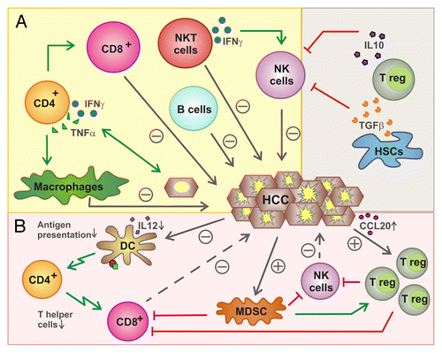 Figure 1. Functions of lymphocytes in liver cancer. (A) Influence of lymphocytes on hepatocellular carcinoma (HCC). Several immune effector cells including natural killer (NK), NKT, B, CD8+ and CD4+ T cells have been shown to exert antitumor effects either directly (NK cells, CD8+ T cells, B cells, NKT cells) or upon the activation of other lymphocytes. Conversely, regulatory T cells (Tregs) mediate immunosuppressive effects, hence promoting oncogenesis and tumor progression, as they inhibit NK and CD8+ T cells. (B) Inhibition of lymphocytes by HCC. HCCs can recruit Tregs by a CCR6-dependent mechanism that impinges on the local secretion of CCL20. Tregs are also activated by myeloid-derived suppressor cells (MDSCs) and inhibit NK and CD8+ T cells. HCCs also limit the ability of dendritic cells (DCs) to present antigen to CD4+ and CD8+ T cells.