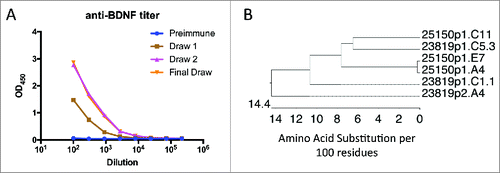 Figure 4. OmniChickens raise specific mAbs to BDNF, a highly conserved protein. A, Plasma titer to human BDNF in one OmniChicken. B, phylogenetic tree for the 6 mAbs against BDNF.
