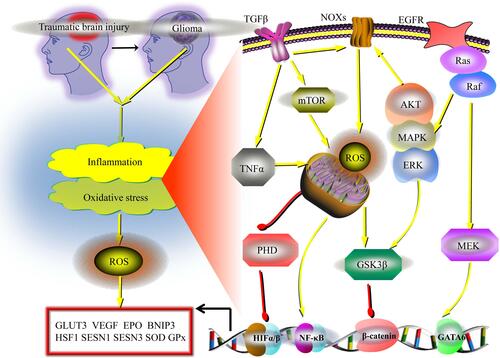 Figure 2 Common inflammatory and oxidative stress-related signaling pathways for traumatic brain injury and glioma. Activation of inflammation and oxidative stress are reported in both traumatic brain injury and glioma, and both conditions share a common network of signaling for downstream functions. Specifically, in the cases of oxidative stress or inflammation in the brain, more ROS could thus be generated. Several cancer-specific external stimuli like the TNF-α, could lead to a decrease in the mitochondrial membrane potential that activates ROS generation. Besides, the NADPH oxidase (NOXs) family proteins are one of the main producers of ROS in various cancers, as well as in traumatic brain injuries. And specific signals like TGF-β, MAPK, AKT, ERK and various others, could lead to conformational changes in the NOX complex and increase ROS generation. Another important pathway that acts on glioma and traumatic brain injury in a similar manner is hypoxia-inducing factor 1 (HIF-1), which could be upregulated due to the inhibition of degradation via PHD inactivation. HIF-1 could increase the expression of glucose transporter 3 (GLUT3), erythropoietin (EPO), VEGF, as well as BNIP3. Besides, nuclear factor-κB (NF-κB) can increase the production of ROS, which can also be regulated by the Ras-Raf-MEK pathway via regulating GATA-6. Transcriptional enhancement of HSF1 by Ras could activate the SESN1 and SESN3 genes to promote the production of ROS. TGFβ also increases the production of ROS through activating GSK3β and mTOR signaling pathways in mitochondria, as well as inhibiting antioxidant enzymes, like the SOD and glutathione peroxidase (GPx).