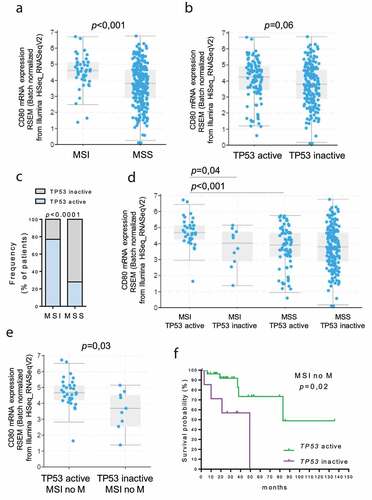 Figure 2. Correlation between TP53 status and CD80 expression in MSI colon cancer. TCGA colon adenocarcinoma dataset (total n = 291) was partitioned according to the MSI and TP53 status (Cancer Genome Atlas Network, 2018). CD80 expression was analyzed in MSI (n = 44) vs MSS (n = 247) tumors (a) and in “TP53 active” (n = 104) vs “TP53 inactive” (n = 187) group (b). P values were calculated from Student’s t-test. Data are represented as boxplots showing median and min to max values. (c) The frequency of patients with active TP53 was compared in MSI and MSS patients. Fisher exact test was performed. (d) Expression of CD80 was compared in “MSI TP53 active” (n = 34), “MSI TP53 inactive” (n = 10), “MSS TP53 active” (n = 70) and “MSS TP53 inactive” (n = 177) groups. (e) The expression of CD80 was compared in “MSI TP53 active” (n = 31), “MSI TP53 inactive” (n = 9) without distant metastasis (no M) groups. P values were calculated from Student’s t-test. Data are represented as boxplots showing median and min to max values. (f) In the MSI without metastasis group, the Kaplan‐Meier estimate was used to perform the survival analysis from the date of the initial diagnosis, and the log‐rank test was used to compare “TP53 active” and “TP53 inactive” subgroup survival