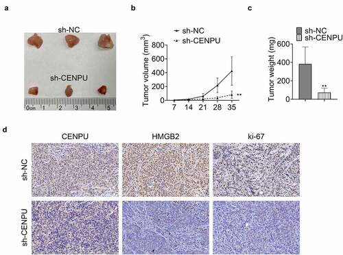 Figure 5. CENPU promoted tumor growth in vivo. (a) Representative image of tumor tissue size from xenograft mouse model. (b) Tumor volume measured on indicated days. **p < 0.01 vs sh-NC, Data are mean ± SEM of tumors from three mice. (c) Tumor weight measured on thirty-fifth day. **p < 0.01 vs sh-NC, Data are mean ± SEM of tumors from five mice. (d) Representative image of IHC assay, which was used to detect the expression levels of CENPU, HMGB2 and ki-67 in tumor tissue