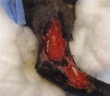Figure 3. A small avulsed wound was closed surgically and a light support dressing applied. The patient chewed the dressing the following day, was off her food and subdued. The client ignored these symptoms and the advice they had been given and returned for a routine appointment 3 days later: The nurse was presented with a dressing with an unpleasant odour, which was very painful to remove and had resulted in this severe injury to the limb
