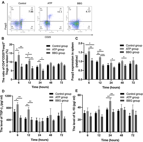 Figure 5 Tregs and anti-inflammatory cytokines in P2X7R-regulated acute gouty arthritis. (A) The expressions of Tregs among the three groups at 12h. (B) The levels of CD4+CD25+FOXP3+Tregs in three groups at each time point. (C) The expression of FOXP3 mRNA among three groups at each time point. (D-E) The expressions of TGF-β1 and IL-10 in serum among the three groups. *P<0.05, **P< 0.01, ***P< 0.001.