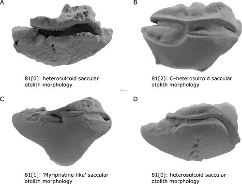 Figure 16. Variation in saccular otolith morphology among holocentroids and outgroups. Rendered µCT models of saccular otoliths as a visual explanation of states in Character 81 for A, †Iridopristis parrisi (NJSM 12145), B, Centroberyx affinis (UMMZ 216732), C, Myripristis murdjan (UMMZ 185696), and D, Sargocentron rubrum (UMMZ 245614). Arrow indicates anatomical anterior. Images not to scale.