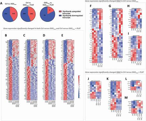 Figure 1. Autophagy pathways are increased by oxygen and glucose deprivation in cortical neurons. (A) Pie charts representing significantly (p < 0.05) up- and downregulated transcripts in Ctrl Vs OGDreox, Ctrl Vs OGDreox + PLAT/tPA and OGDreox Vs OGDreox + PLAT/tPA conditions. Heatmaps of genes significantly affected (p < 0.05) in both OGDreox and OGDreox + PLAT/tPA conditions Vs Ctrl condition for (B) MAPK signaling pathway, (C) PI3K-AKT signaling pathway, (D) MTOR signaling pathway, and (E) autophagy pathway. Heatmaps of genes significantly affected (p < 0.05) between Ctrl and OGDreox conditions for (F) MAPK signaling pathway, (G) PI3K-AKT signaling pathway, (H) MTOR signaling pathway, and (I) autophagy pathway. Heatmaps of genes significantly affected (p < 0.05) between Ctrl and OGDreox + PLAT/tPA conditions for (J) MAPK signaling pathway, (K) PI3K-AKT signaling pathway, (L) MTOR signaling pathway, and (M) autophagy pathway.