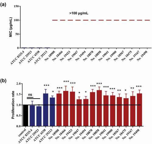 Figure 1. The MICs of S. aureus strains and their effects on the proliferation of Cal27 cells. (a) The MICs of 17S. aureus strains (n = 3). (b) The effect of S. aureus on the proliferation rates of Cal27 cells (n = 6). *p < 0.05; **p < 0.01; ***p < 0.001. ns, no statistical difference.