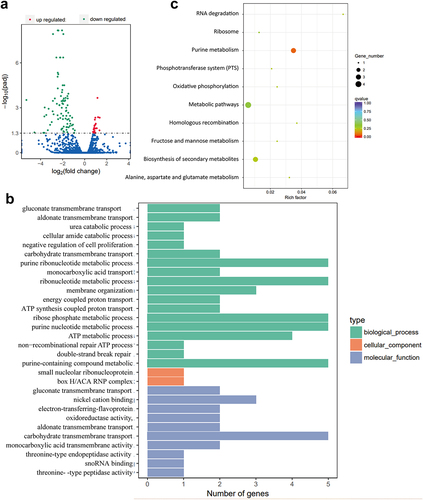 Figure 4. Transcriptome sequencing reveals NagZ’s involvement in nucleotide metabolism, specifically purine nucleotide metabolism. (a) NagZ knockout upregulates 24 genes and downregulates 86 genes in E. cloacae. (b) Gene ontology (GO) enrichment analysis assesses the impact of nagZ knockout on metabolic pathways in E. cloacae. (c) Kyoto encyclopedia of genes and genomes (KEGG) enrichment analysis examines the effect of nagZ knockout on metabolic pathways in E. cloacae.