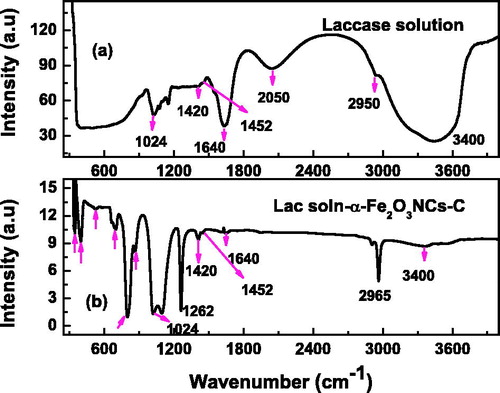 Figure 2. FT-IR spectra of laccase solution (a), and laccase immobilized α-Fe2O3NCs-CPE (b) showing formation of nanobiocomposite.