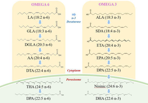 Figure 3 Pathway maps of n-3 and n-6 metabolism.