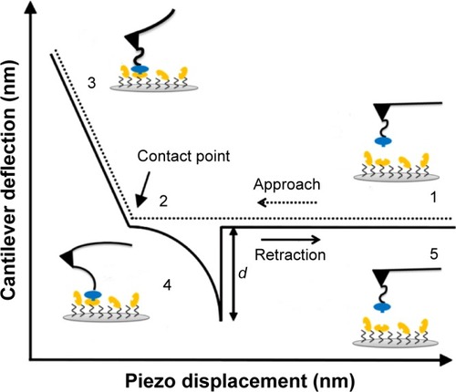 Figure 2 Schematic representation of the approach–retraction cycle showing a specific unbinding event.Note: The variation of the cantilever deflection at the jump-off, d, is indicated.