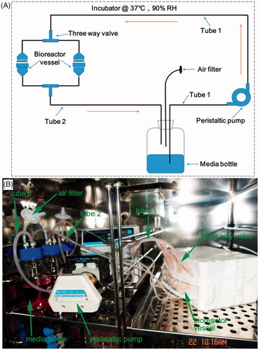 Figure 2. Schematic (A) and experimental setup (B) of a custom-design bioreactor system. It consists of bioreactor vessel, peristaltic pump, air filter, two tubes (tube 1 and tube 2), three way valve and media bottle. These parts are indicated in the figure. It is located in a humidity-saturated incubator with 5% CO2 at 37 °C and is used for cells-loaded scaffold culture.