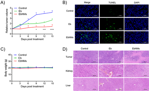 Figure 4 EbNMs significantly enhanced anticancer activity and reduced toxicity in tumor-xenograft mice. The mice were treated with free Eb and EbNMs at Eb dose of 2.5 mg/kg via i.v. administration (every 3 days, n= 3–4). (A) Effective antitumor activity of EbNMs in lung cancer A549 xenograft nude mice. (B) Terminal deoxynucleotidyl transferase dUTP nick-end labeling (TUNEL) staining of A549 tumor tissues after different treatments. (C) The mice body weight was recorded throughout the whole treatment period. (D) Histological analysis of tumor, liver and kidney. The data are presented as the mean ± SEM (n=3). *p < 0.05, ***p < 0.001, ****p < 0.0001.