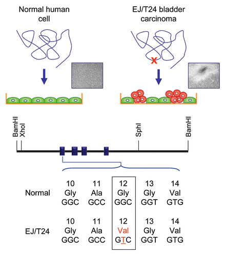 Figure 3 Detection of activated and mutated HRAS in human EJ/T24 bladder carcinoma cells. The NIH/3T3 focus formation assay was used to detect activated oncogenes present in human tumor but not normal genomic DNA. High molecular weight DNA was isolated from the EJ/T24 human bladder carcinoma cell line, converted to a calcium phosphate precipitant, and added to the growth medium of a monolayer of NIH/3T3 cells. After 14 days, foci of morphologically and growth transformed cells can be detected in cultures treated with DNA from tumor cells but not in parallel cultures treated with DNA from normal human cells. The active HRAS fragment from EJ/T24 bladder cells lies within a 4.6 kDa XhoI-SphI fragment. Human H-Ras protein is encoded by sequences spanning four exons. Exon 1 encodes amino acids 1–37. Sequence comparison of the bladder carcinoma-derived HRAS DNA identified a single base substitution at codon 12, resulting in a single missense mutation (G12V).