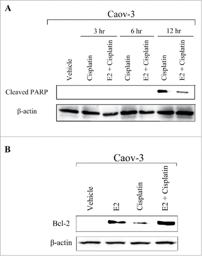 Figure 5. 17β-Estradiol (E2) inhibited cisplatin-induced apoptosis in Caov-3 cells. (A) Caov-3 cells were treated with vehicle or E2 (10−8M) for 24 h, followed by 100 μM cisplatin for indicated times. Lysates were analyzed by western blotting using anti-Cleaved PARP antibody. (B) Caov-3 cells were treated with vehicle or E2 (10−8 M) for 24 h, followed by 100 μM cisplatin for 24 h. Lysates were analyzed by protein gel blotting using anti-Bcl-2 antibody.