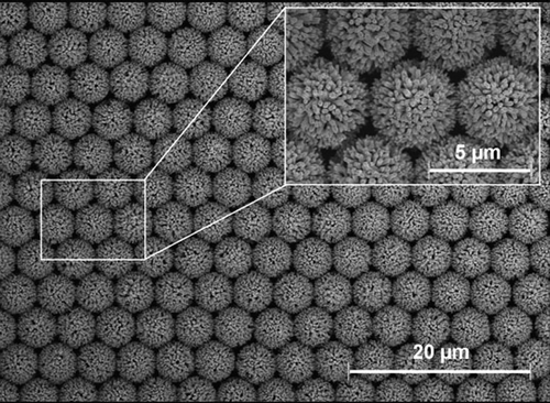 Top view and higher magnification (inset) images from a scanning electron microscope of an ordered hollow urchin-like structure of ZnO nanowires [Citation11]. Courtesy of Dr. J. Elias (EMPA Materials Science and Technology).