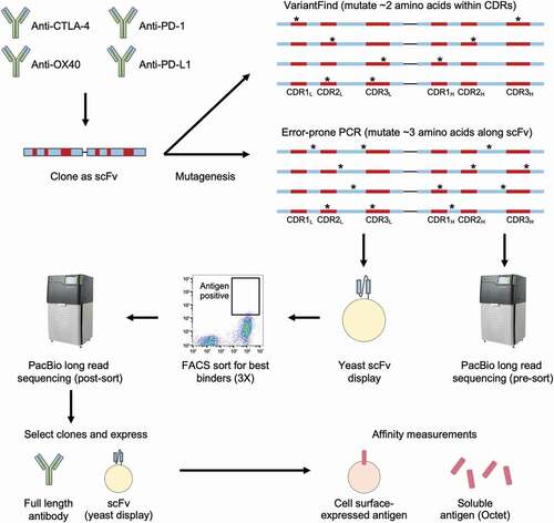 Figure 1. Affinity maturation workflow. DNA sequences encoding four antibodies, targeting CTLA-4, OX40, PD-1, and PD-L1, were first cloned into scFv formats before undergoing mutagenesis using two distinct methods. The VariantFind method aimed to mutate two amino acids within the six CDRs of the light and heavy chains, whereas the epPCR method aimed to mutate three amino acids anywhere along the entire scFv sequences (* represents mutation). The libraries were transformed into a yeast scFv display system and sorted against their respective antigens with three rounds of FACS. The libraries were sequenced via Pacific Biosciences (PacBio) long read sequencing before and after sorting. Enriched sequences were selected and cloned as full-length antibodies or scFvs, and their affinities were measured using soluble or cell surface-expressed antigens.