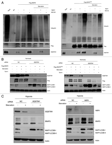 Figure 5. BNIP3 degradation is independent of SQSTM1 or NBR1. (A) SK-Hep-1 cells were transfected with empty vector (EV), Flag-BNIP3 or Flag-BNIP3∆TM under normoxia for 24 h and challenged with amino acid starvation in the presence or absence of BafA1 and/or MG132. BNIP3 protein was immunoprecipitated with anti-Flag antibody. Ubiquitination and SQSTM1 interaction were assessed by western-blot analysis. (B) SK-Hep-1 cells were transfected with SQSTM1 for 48 h followed by the overexpression of Flag-BNIP3 or Flag-BNIP3∆TM under normoxia for 24 h and challenged with amino acid starvation or Torin1 treatment. BNIP3 expression was analyzed by western blot using anti-Flag antibody. Autophagy was assessed by the MAP1LC3B expression level. (C) SK-Hep-1 cells were transfected with SQSTM1 or NBR1 siRNA for 48 h and exposed to hypoxia for 24 h. Amino acid starvation were challenged for an additional 4 h, followed by western blot analysis.