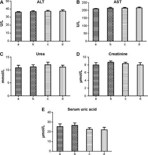 Figure S6 Safety and biocompatibility of M-MSN_VEGF siRNA@PEI-PEG-KALA.Notes: Representative markers of nephrotoxicity and hepatotoxicity were evaluated, including ALT (A), AST (B), urea (C), creatinine (D), and serum uric acid (E). a: M-MSN_VEGF siRNA@PEI-PEG-KALA; b: M-MSN_NC siRNA@PEI-PEG-KALA; c: M-MSN@PEI-PEG-KALA; d: saline.Abbreviations: ALT, alanine aminotransferase; AST, aspartate aminotransferase; M-MSN, magnetic mesoporous silica nanoparticle; PEI, polyethylenimine; PEG, polyethylene glycol; KALA, a type of fusogenic peptide; VEGF siRNA, vascular endothelial growth factor small interfering RNA.