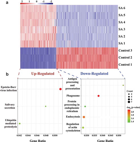 Figure 3. Analysis of immune function of differentially expressed circRNAs in EVs derived from bovine milk infected by S. aureus. (A) Heat map of differentially expressed circRNAs. Colour from blue (low) to red (high) represents expression levels of circRNAs. Each row in the map represents a sample, and each column represents a gene. (B) KEGG pathway analysis of up-regulated and down-regulated circRNAs. The sizes of the dots represent the counts of genes. The gene ratio indicates the ratio between the number of target genes associated with a KEGG term and the total number of genes in the KEGG term. (C) GO enrichment of the genes that produce differently expressed circRNAs. GO annotations of the linear counterparts of differently expressed circRNAs covering the domains of biological processes, cellular components, and molecular functions. The five most significantly enriched terms are shown for each category of circRNAs, ranked according to -log10(p-value). The grey histogram represents number of circRNAs in certain GO terms. (D) Schematic diagram of the known relationship between the significantly upregulated circRNAs in MEVs and their targeted miRNAs as well as immune-related genes. The detailed information for this diagram is presented in Supplementary Table 6. KEGG: Kyoto Encyclopaedia of Genes and Genomes; GO: Gene Ontology